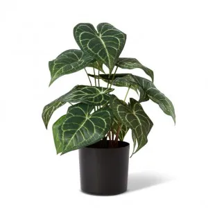 Anthurium Plant Potted - 32 x 30 x 42cm by Elme Living, a Plants for sale on Style Sourcebook