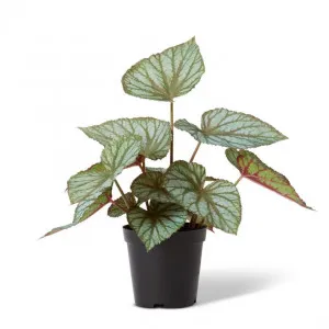 Begonia Re x  Potted - 46 x 43 x 47cm by Elme Living, a Plants for sale on Style Sourcebook