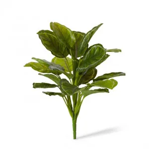 Calathea Medallion Bush - 38 x 38 x 43cm by Elme Living, a Plants for sale on Style Sourcebook