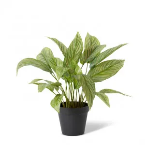 Calathea Plant Potted - 35 x 35 x 43cm by Elme Living, a Plants for sale on Style Sourcebook