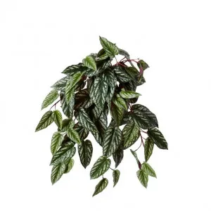 Cissus Hanging Plant - 40 x 40 x 58cm by Elme Living, a Plants for sale on Style Sourcebook