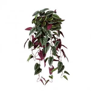 Cissus Hanging Plant - 60 x 60 x 97cm by Elme Living, a Plants for sale on Style Sourcebook
