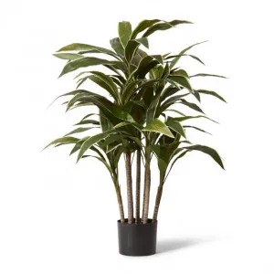 Cordyline Plant Potted - 43 x 43 x 100cm by Elme Living, a Plants for sale on Style Sourcebook