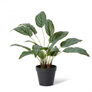 Ctenanthe Plant Potted - 30 x 30 x 54cm by Elme Living, a Plants for sale on Style Sourcebook