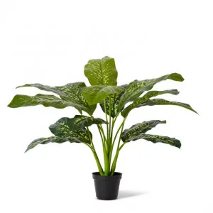 Dieffenbachia Potted - 55 x 55 x 64cm by Elme Living, a Plants for sale on Style Sourcebook