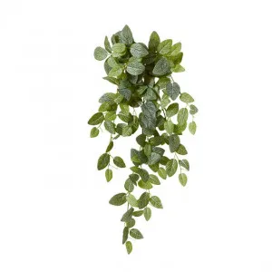 Fittonia Hanging Plant - 35 x 30 x 75cm by Elme Living, a Plants for sale on Style Sourcebook