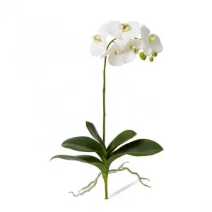 Phalaenopsis Luxe Plant - 35 x 15 x 62cm by Elme Living, a Plants for sale on Style Sourcebook