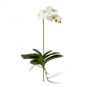 Phalaenopsis Luxe Plant - 39 x 15 x 76cm by Elme Living, a Plants for sale on Style Sourcebook
