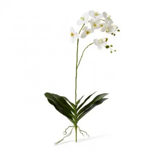 Phalaenopsis Luxe Plant - 42 x 30 x 103cm by Elme Living, a Plants for sale on Style Sourcebook