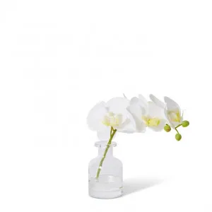 Phalaenopsis Orchid in Vase - 25 x 10 x 20cm by Elme Living, a Plants for sale on Style Sourcebook