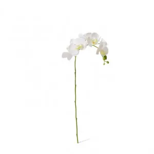 Phalaenopsis Orchid Stem - 25 x 10 x 55cm by Elme Living, a Plants for sale on Style Sourcebook