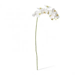 Phalaenopsis Stem - 17 x 17 x 122cm by Elme Living, a Plants for sale on Style Sourcebook