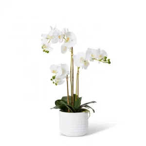 Phalaenopsis Textured Pot - 35 x 30 x 60cm by Elme Living, a Plants for sale on Style Sourcebook