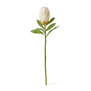 Protea Stem - 16 x 10 x 61cm by Elme Living, a Plants for sale on Style Sourcebook