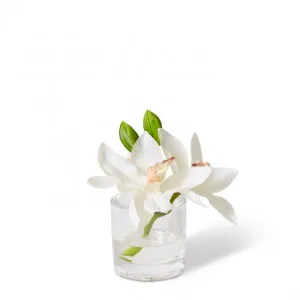 Cymbidium Orchid in Vase - 15 x 8 x 15cm by Elme Living, a Plants for sale on Style Sourcebook