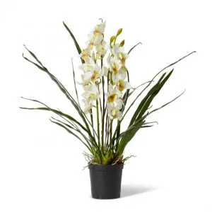 Cymbidium Plant Potted - 60 x 60 x 102cm by Elme Living, a Plants for sale on Style Sourcebook