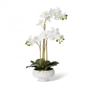 Phalaenopsis Footed Bowl - 32 x 25 x 60cm by Elme Living, a Plants for sale on Style Sourcebook
