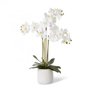 Phalaenopsis Ribbed Pot - 45 x 30 x 60cm by Elme Living, a Plants for sale on Style Sourcebook