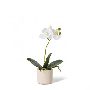 Phalaenopsis Slim Pot - 17 x 8 x 30cm by Elme Living, a Plants for sale on Style Sourcebook