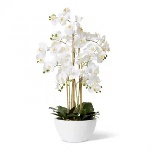 Phalaenopsis Curved Bowl - 50 x 50 x 70cm by Elme Living, a Plants for sale on Style Sourcebook
