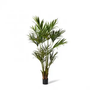Kentia Palm Potted Tree Green - 60cm x 60cm x 210cm by James Lane, a Plants for sale on Style Sourcebook