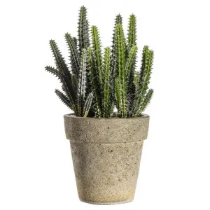 Dakoro Potted Artificial Cereus Cactus, Small by Casa Bella, a Plants for sale on Style Sourcebook