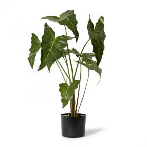Alocasia Zebrina Potted Plant Green - 65cm x 54cm by James Lane, a Plants for sale on Style Sourcebook