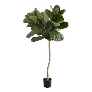 Potted Artificial Fiddle Leaf Fig Tree, 150cm by Florabelle, a Plants for sale on Style Sourcebook