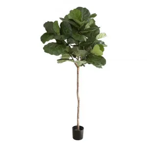 Potted Artificial Fiddle Leaf Fig Tree, 215cm by Florabelle, a Plants for sale on Style Sourcebook