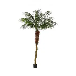 Potted Artificial Phoenix Palm Tree, 210cm by Florabelle, a Plants for sale on Style Sourcebook