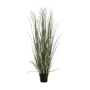 Kirton Potted Artificial Grass, 130cm by Casa Bella, a Plants for sale on Style Sourcebook