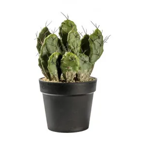 Kurri Potted Artificial Cactus Optunia, 40cm by Casa Bella, a Plants for sale on Style Sourcebook