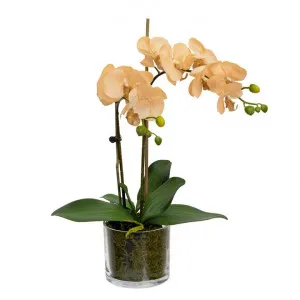Thatcher Artificial Orchid in Glass Pot, 45cm, Apricot Flower by Glamorous Fusion, a Plants for sale on Style Sourcebook
