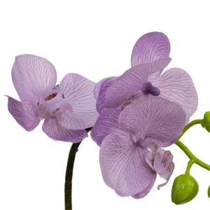 Nicolle Artificial Orchid in Glass Vase, 32cm, Lavender Flower by Glamorous Fusion, a Plants for sale on Style Sourcebook