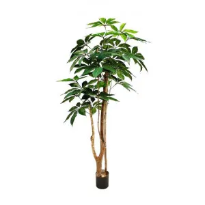 Potted Artificial Umbrella Tree, 150cm by Florabelle, a Plants for sale on Style Sourcebook