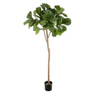 Potted Artificial Fiddle Leaf Fig Tree, Type B, 200cm by Florabelle, a Plants for sale on Style Sourcebook