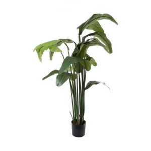 Potted Artificial Travellers Palm, 180cm by Florabelle, a Plants for sale on Style Sourcebook