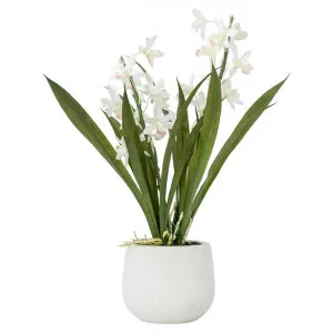 Lytchett Potted Real Touch Artificial Cymbidium Orchid, White Flower, Small by Casa Bella, a Plants for sale on Style Sourcebook