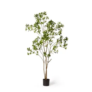 Pieris Japonica Tree - 100 x 100 x 210cm by Elme Living, a Plants for sale on Style Sourcebook