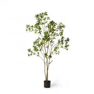 Pieris Japonica Tree - 100 x 100 x 210cm by Elme Living, a Plants for sale on Style Sourcebook
