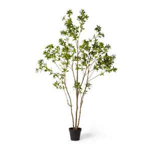 Pieris Japonica Tree - 120 x 120 x 240cm by Elme Living, a Plants for sale on Style Sourcebook