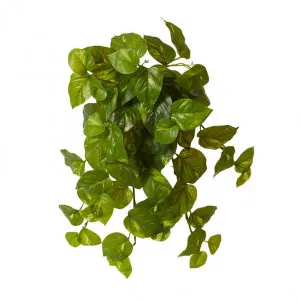 Pothos Golden Hanging Plant - 30 x 30 x 56cm by Elme Living, a Plants for sale on Style Sourcebook