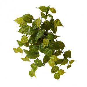 Philodendron Hanging Plant - 30 x 30 x 56cm by Elme Living, a Plants for sale on Style Sourcebook
