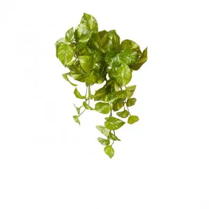 Pothos Marble Hanging Plant - 35 x 30 - 50cm by Elme Living, a Plants for sale on Style Sourcebook