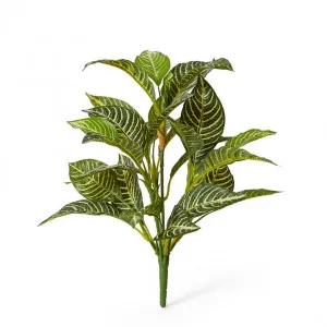 Zebra Plant - 35 x 35 x 53cm by Elme Living, a Plants for sale on Style Sourcebook