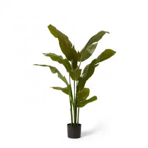 Palm Banana - 90 x 85 x 150cm by Elme Living, a Plants for sale on Style Sourcebook