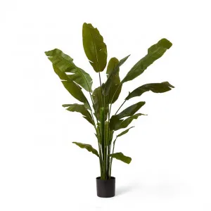 Palm Banana - 90 x 90 x 180cm by Elme Living, a Plants for sale on Style Sourcebook