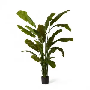 Palm Banana - 100 x 90 x 210cm by Elme Living, a Plants for sale on Style Sourcebook