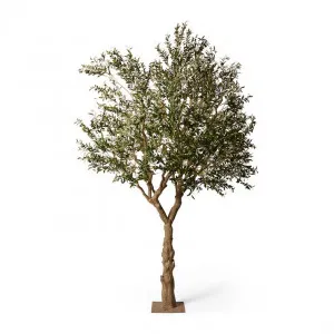 Olive Tree - 200 x 200 x 300cm by Elme Living, a Plants for sale on Style Sourcebook