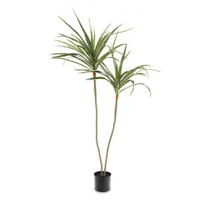 Cafe Potted Artificial Draceana Plant, 135cm by Cozy Lighting & Living, a Plants for sale on Style Sourcebook
